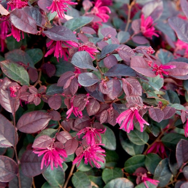 Purple Diamond Loropetalum