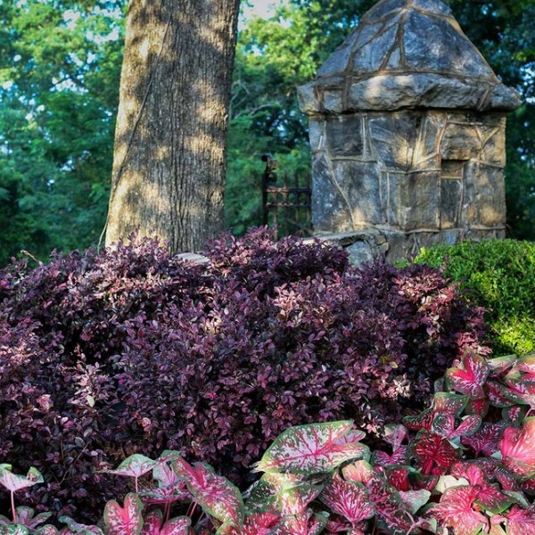 Purple Diamond Loropetalum