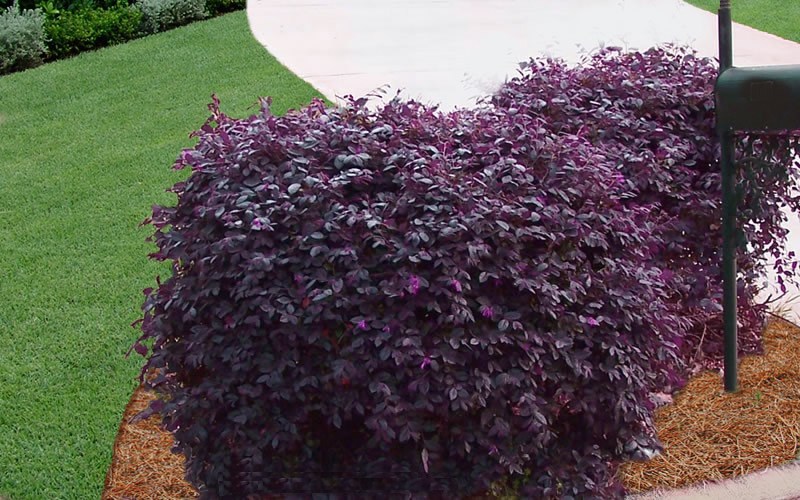 Purple Diamond Loropetalum