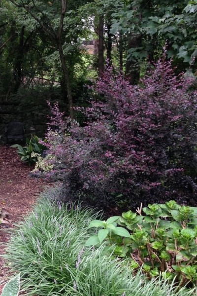 Purple Diamond Loropetalum