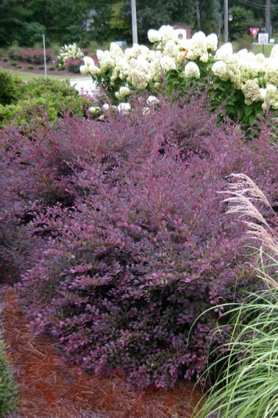 Purple Diamond Loropetalum