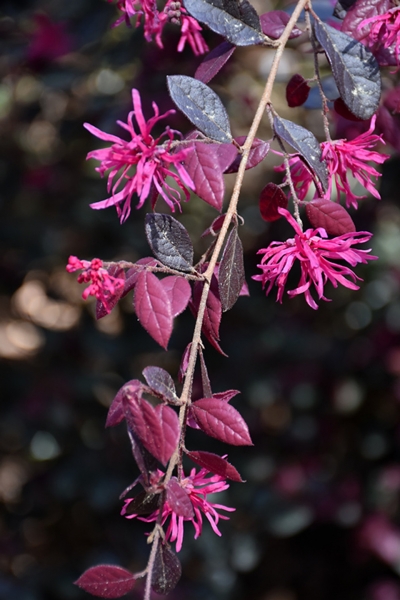 Purple Diamond Loropetalum
