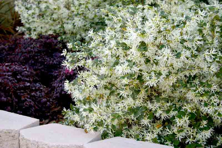 Emerald Snow Loropetalum