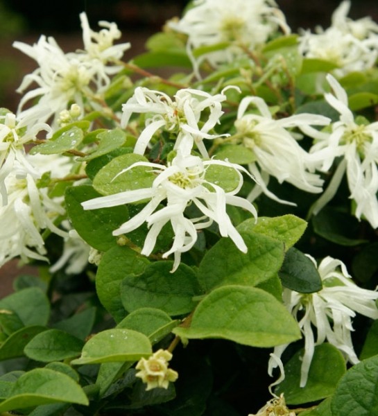 Emerald Snow Loropetalum