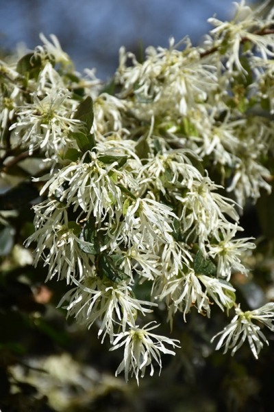 Emerald Snow Loropetalum