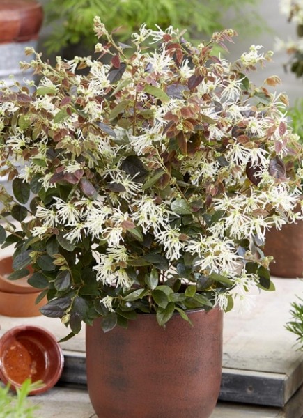 Emerald Snow Loropetalum