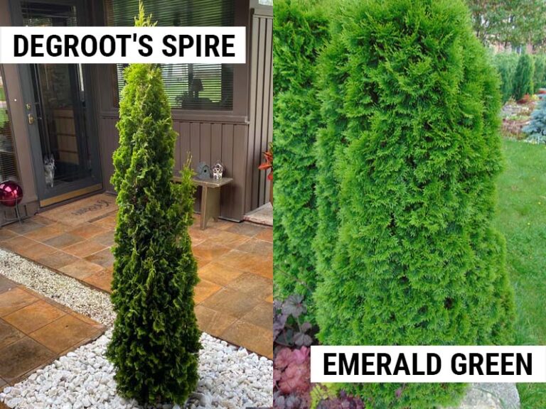 Degroots Spire Arborvitae
