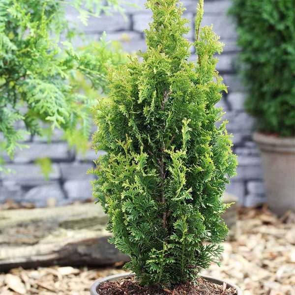 Degroots Spire Arborvitae