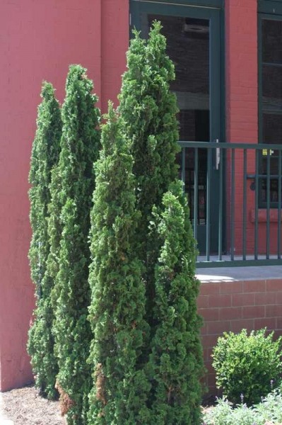 Degroots Spire Arborvitae