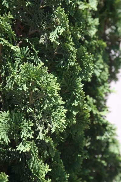 Degroots Spire Arborvitae