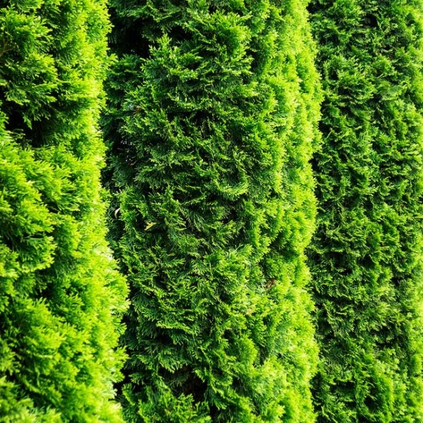 Degroots Spire Arborvitae