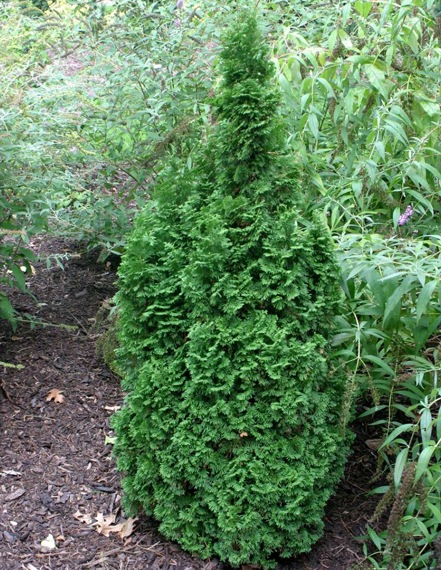 Growing The Degroots Spire Arborvitae (thuja Occidentalis), Perennial 