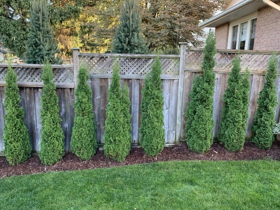 Degroots Spire Arborvitae
