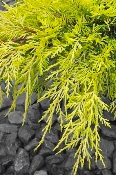 Gold Lace Juniper