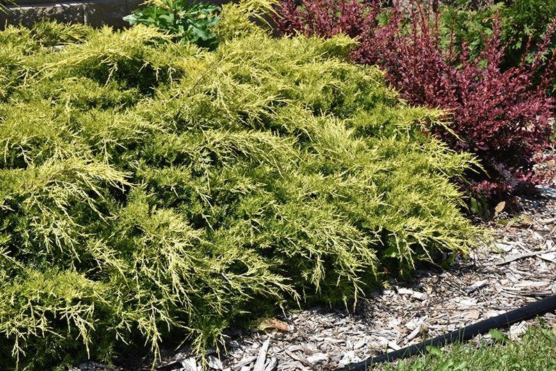 Gold Lace Juniper