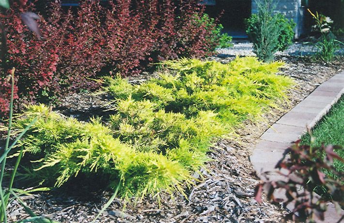 Gold Lace Juniper