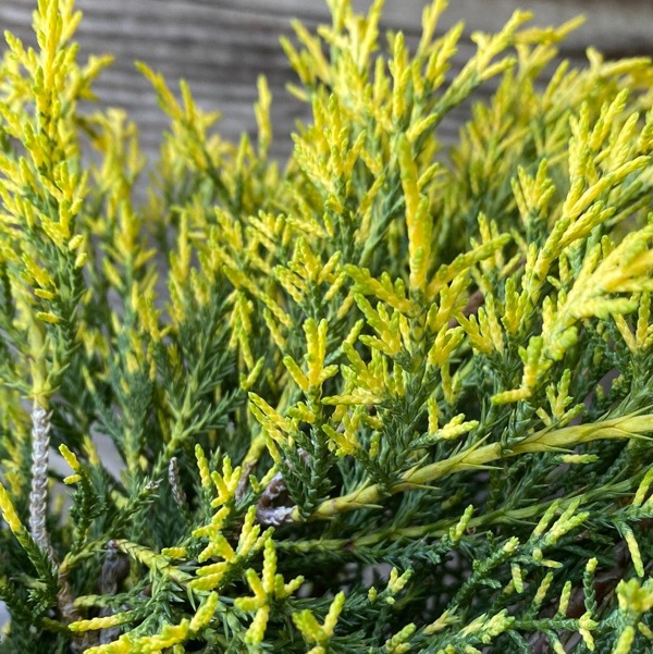 Gold Lace Juniper