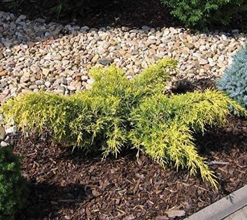 Gold Lace Juniper