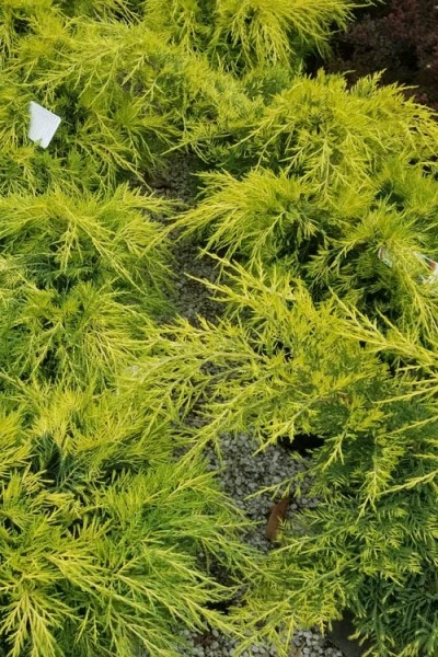 Gold Lace Juniper