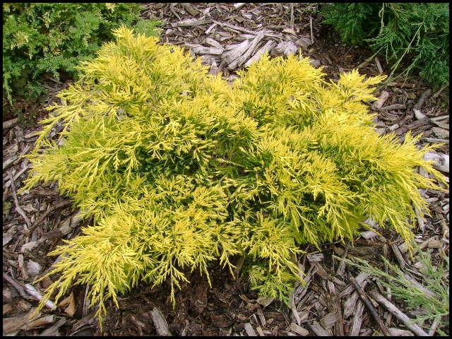 Gold Lace Juniper