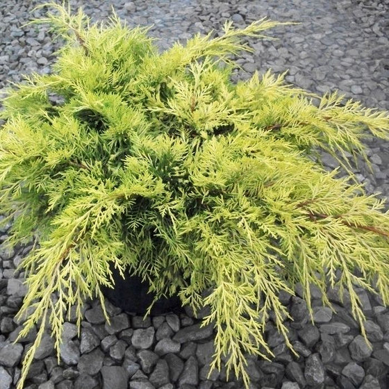Gold Lace Juniper