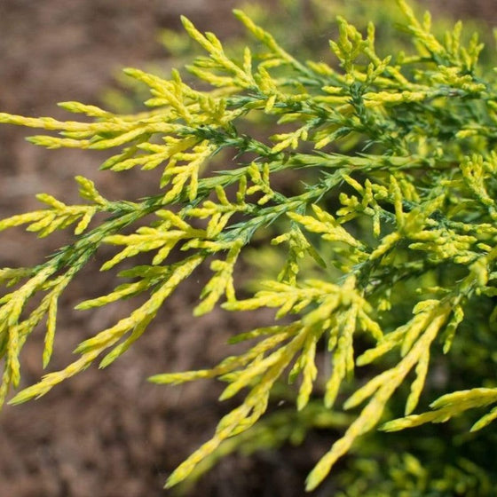 Gold Lace Juniper