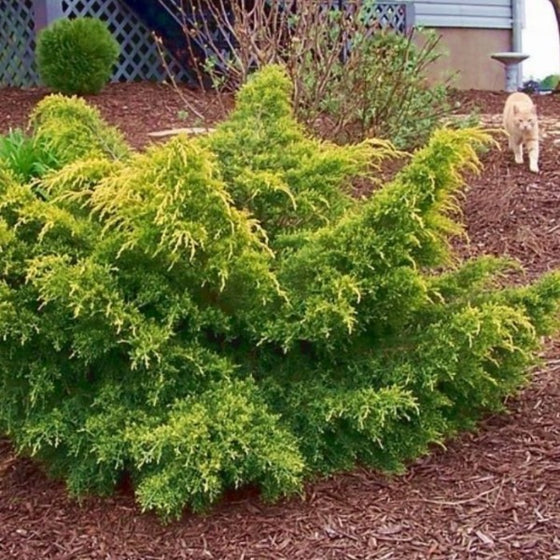 Gold Lace Juniper