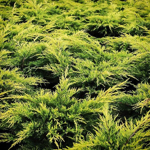 Gold Lace Juniper