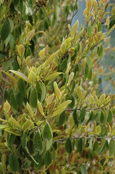 Cinnamon Girl Distylium