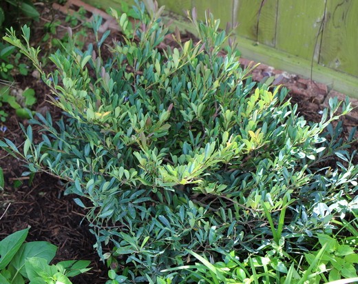 Cinnamon Girl Distylium