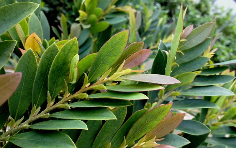 Coppertone Distylium