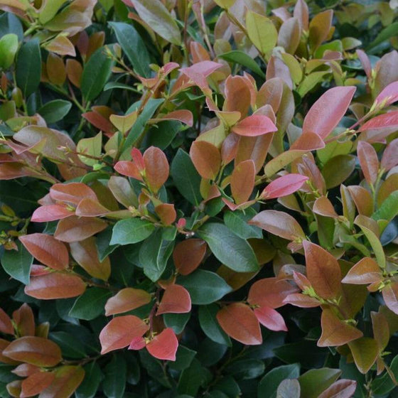 Coppertone Distylium