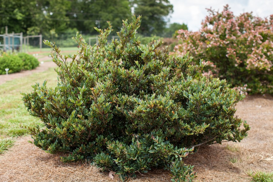 Coppertone Distylium