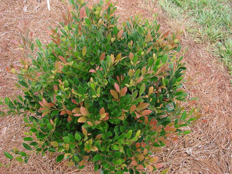 Coppertone Distylium