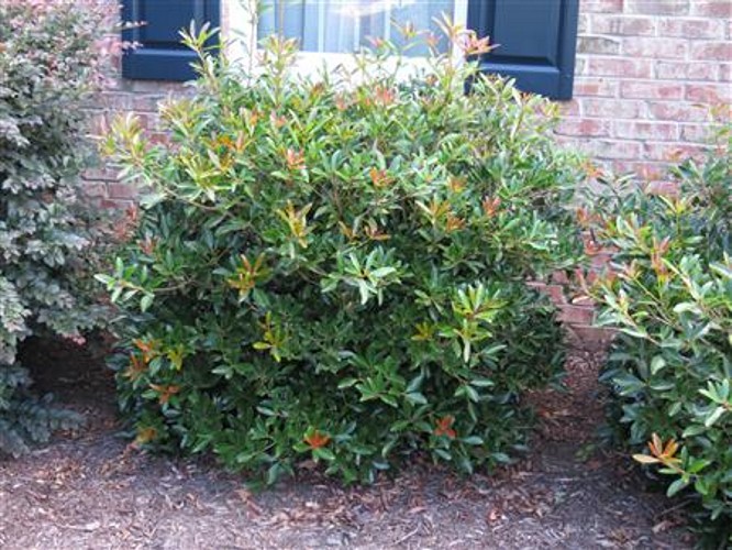 Coppertone Distylium