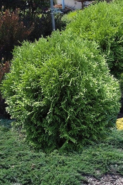 Tom Thumb Dwarf Globe Arborvitae