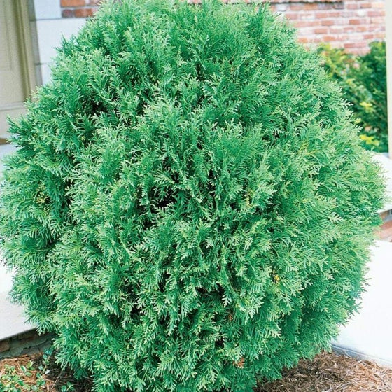 Tom Thumb Dwarf Globe Arborvitae