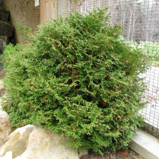 Tom Thumb Dwarf Globe Arborvitae