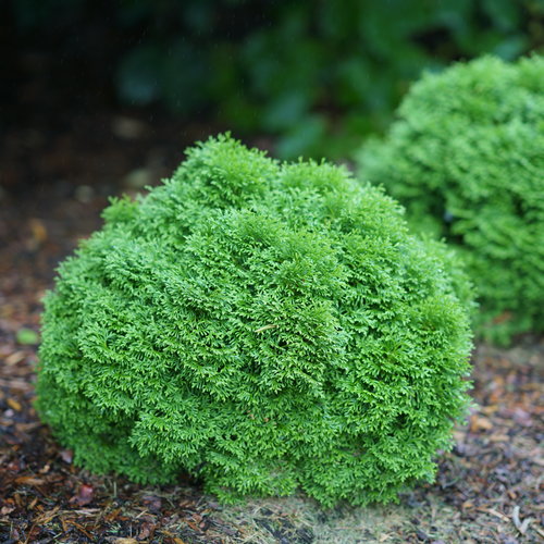 Tom Thumb Dwarf Globe Arborvitae