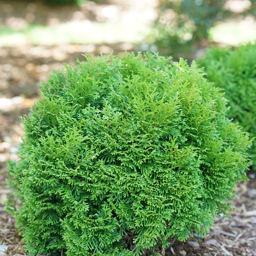 Tom Thumb Dwarf Globe Arborvitae