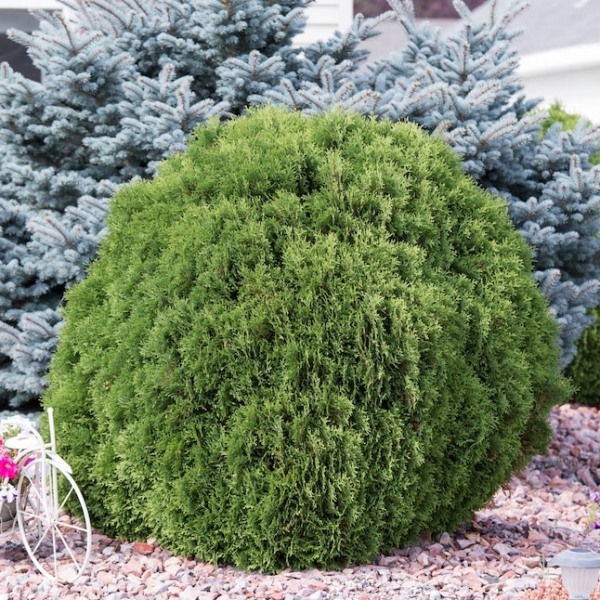 Tom Thumb Dwarf Globe Arborvitae