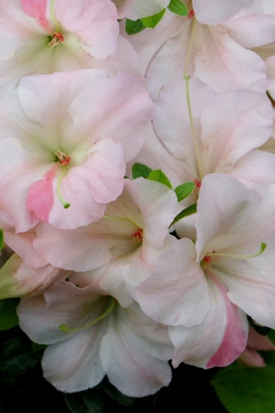 Sir Robert Dwarf Azalea