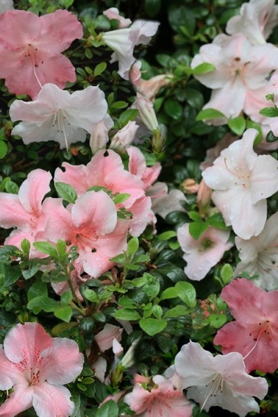 Sir Robert Dwarf Azalea