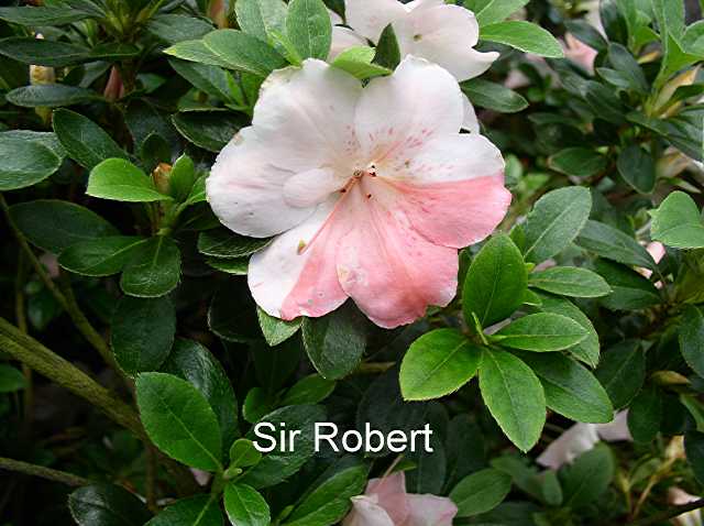 Sir Robert Dwarf Azalea