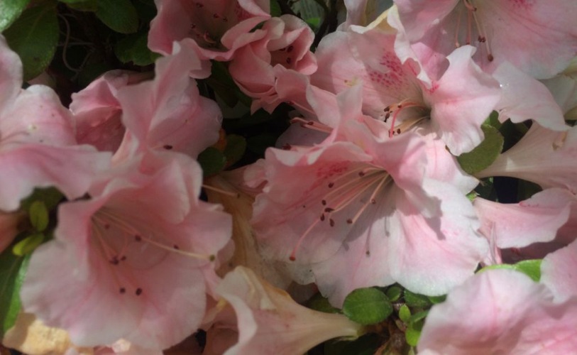 Sir Robert Dwarf Azalea