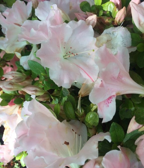 Sir Robert Dwarf Azalea