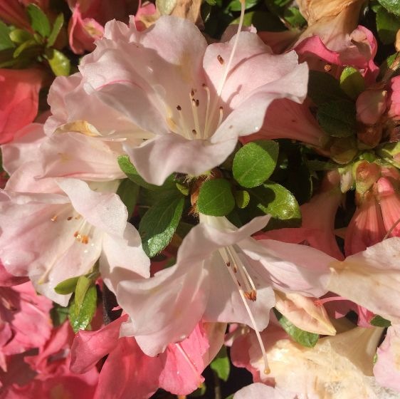 Sir Robert Dwarf Azalea