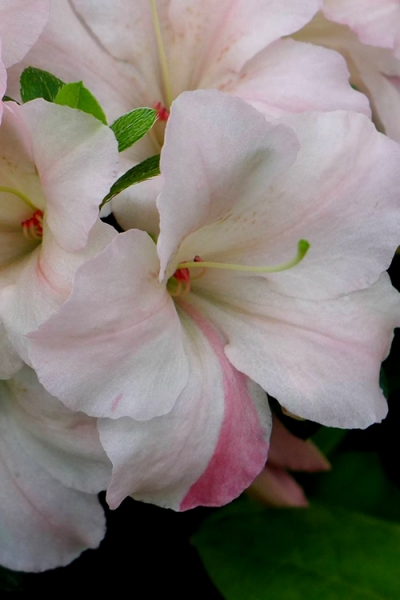 Sir Robert Dwarf Azalea