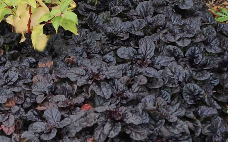 Black Scallop Ajuga Bugleweed