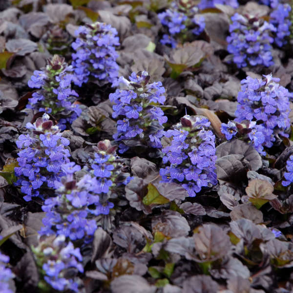 Black Scallop Ajuga Bugleweed